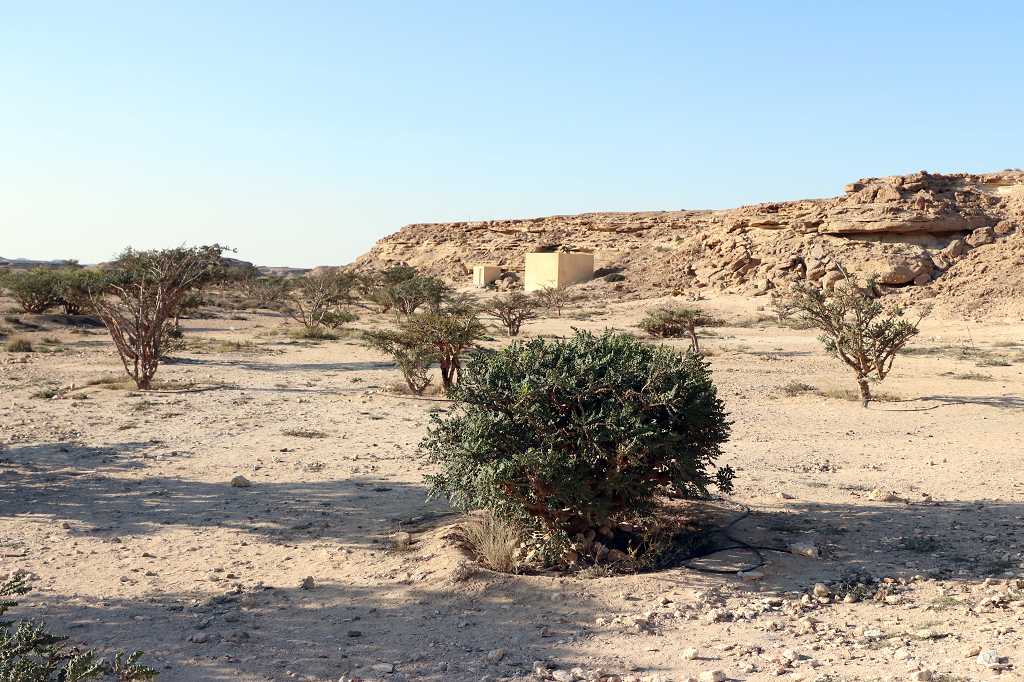 Wadi Dawkah (Natural Park of Frankincense Trees)