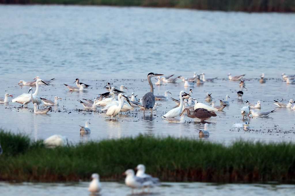 Birders paradise in der Lagune am Strand von A´ Dahariz