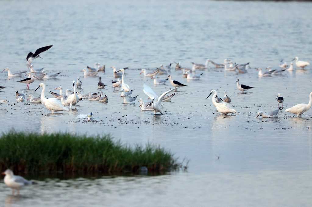 Birdwatching in der Lagune A´ Dahariz