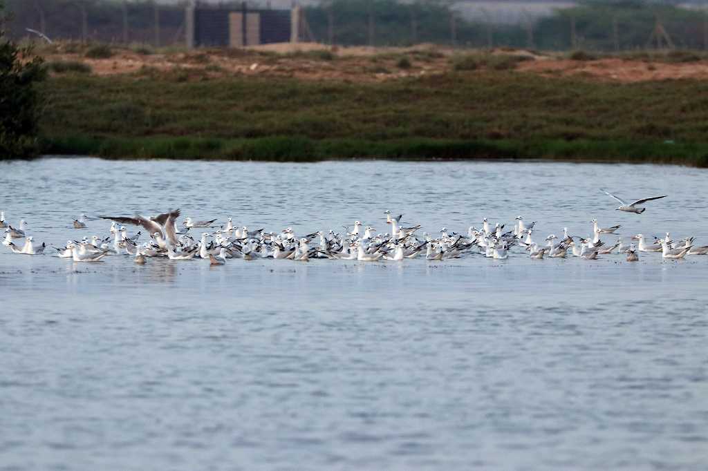Birdwatching in der Lagune A´ Dahariz