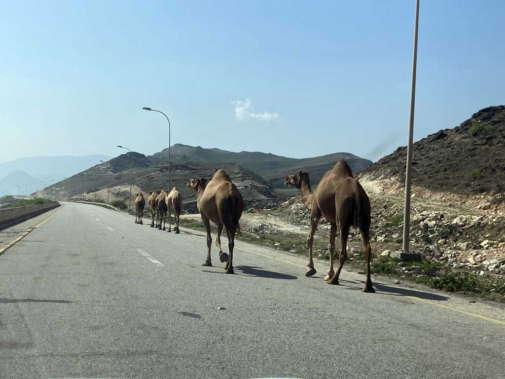 Mal wieder ein paar Kamele auf der Straße