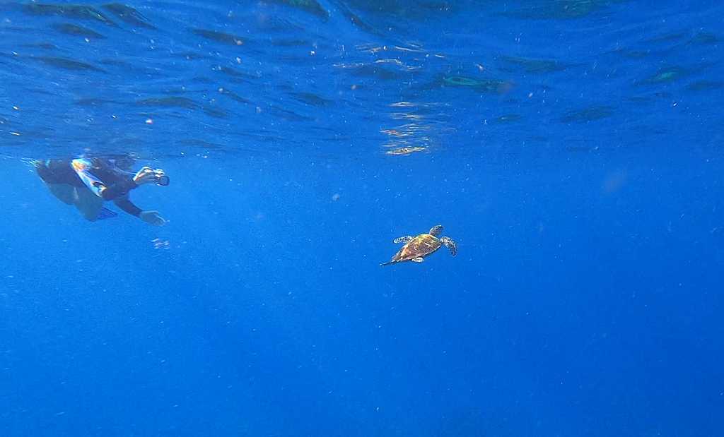Schildkröte beim Schnorcheln an den Daymaniyat-Inseln