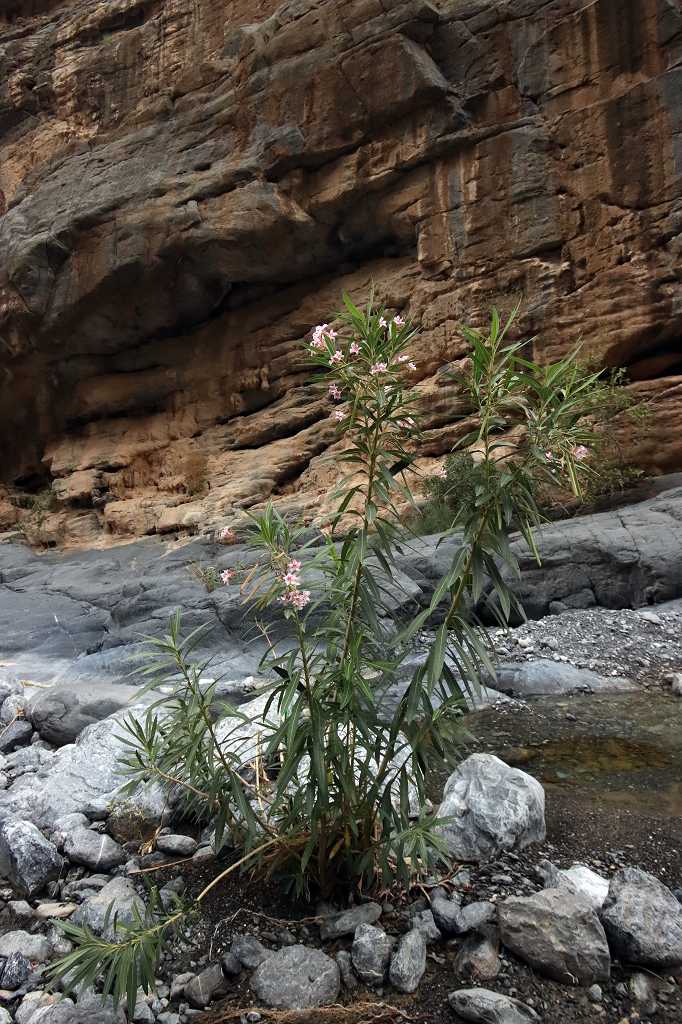 Wilder Oleander im Wadi Nakhar