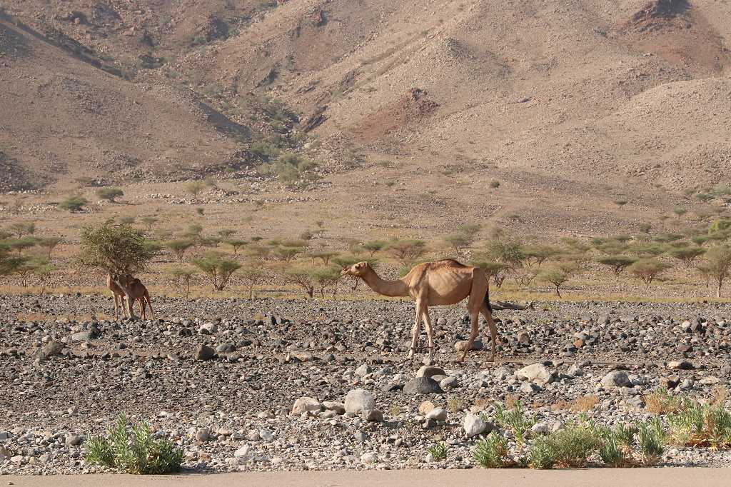 Kamele am Straßenrand