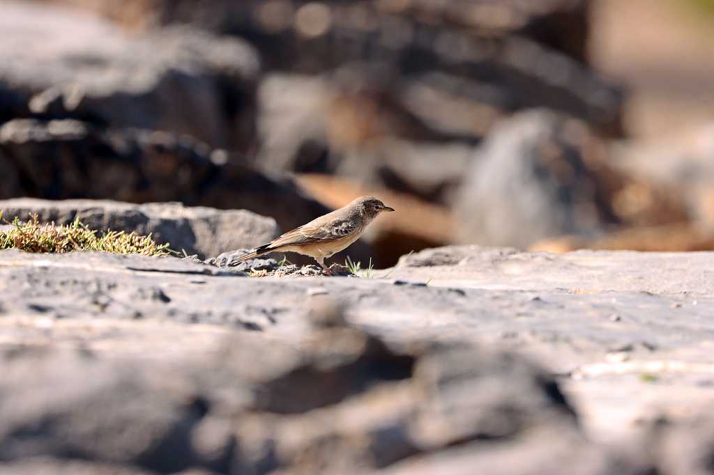 Langschnabelpieper (Long-billed pipit, Anthus similis) am Jebel Shams