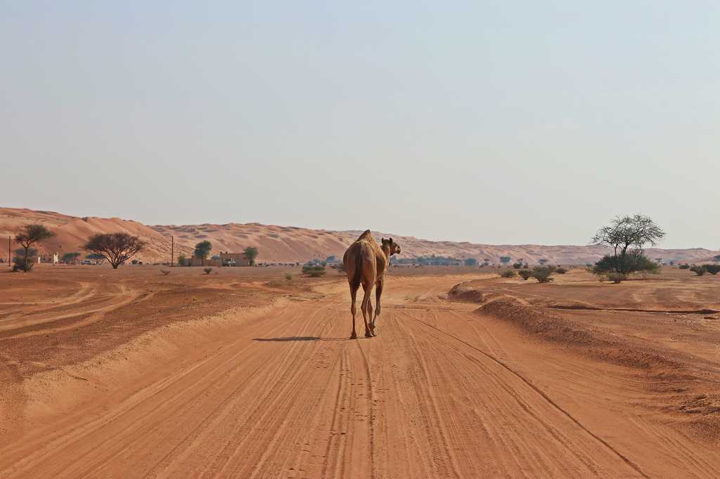 Jeepfahrt durch die Wahiba Sands zum Sama Al Wasil Desertcamp
