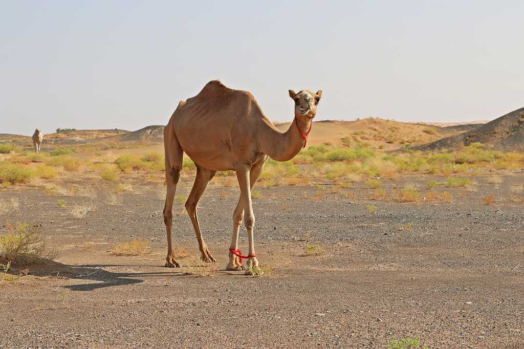 Kamele an der Einfahrt zur Wahiba Sands in Al Wasil