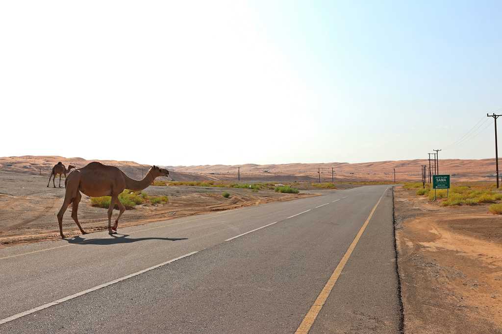 Kamele an der Einfahrt zur Wahiba Sands in Al Wasil