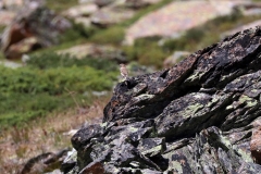 Steinschmätzer auf der Fünf-Seen-Runde in Zermatt