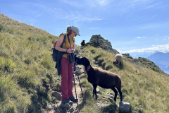 Neugierige Schafe auf dem Strüssligrat