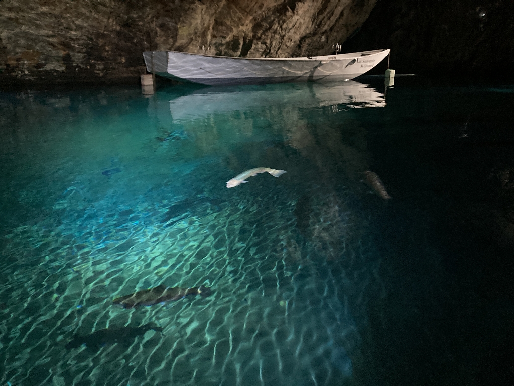 Forellen im Lac Souterrain de Saint-Léonard