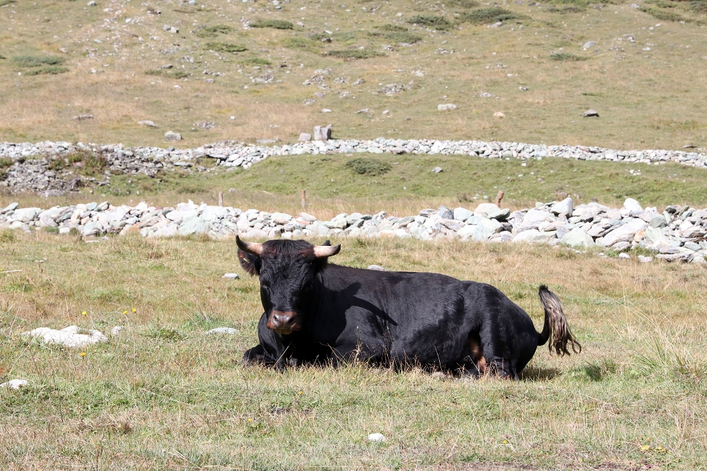 Engadiner im Plats de la Lée