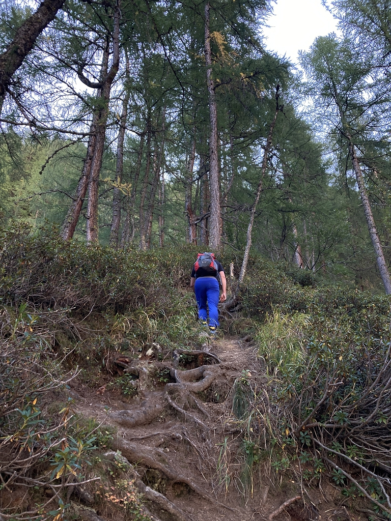 Die letzten Meter gehts nur noch durch den Wald