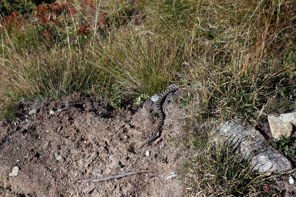 Kreuzotter auf dem Weg zur Cabane Arpitettaz