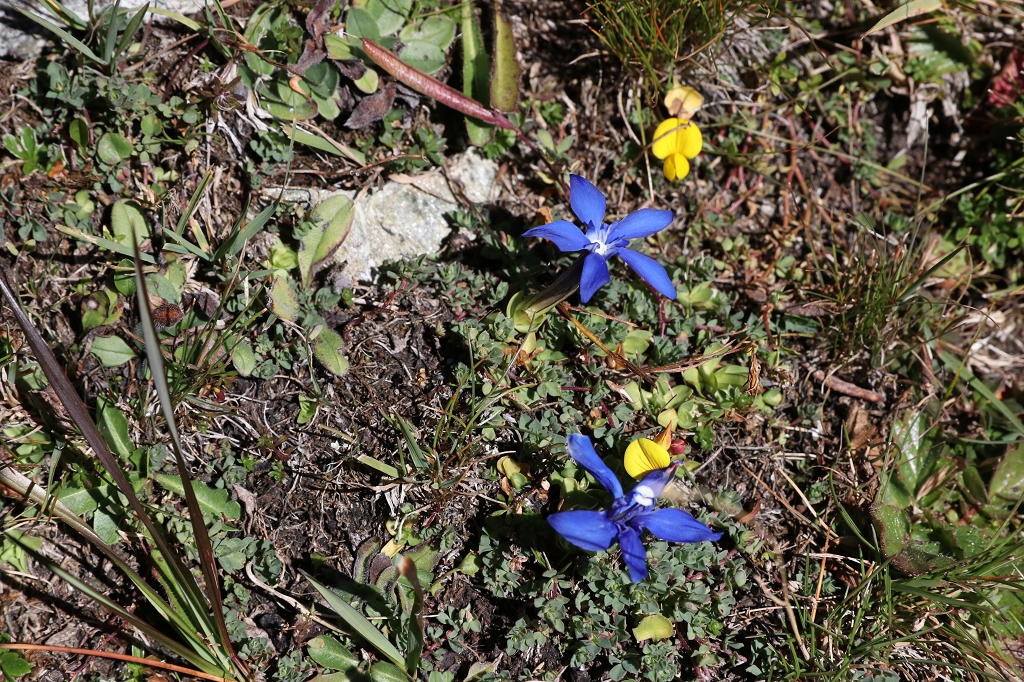 Ja, ja, so blau, blau, blau blüht der Enzian