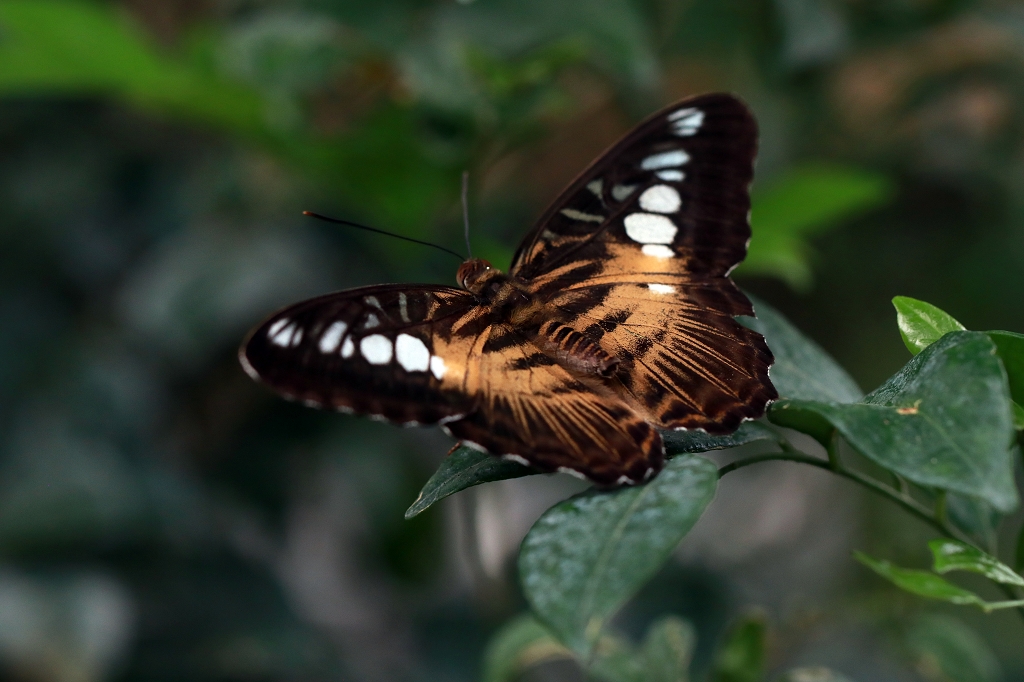 Schmetterling im Papiliorama