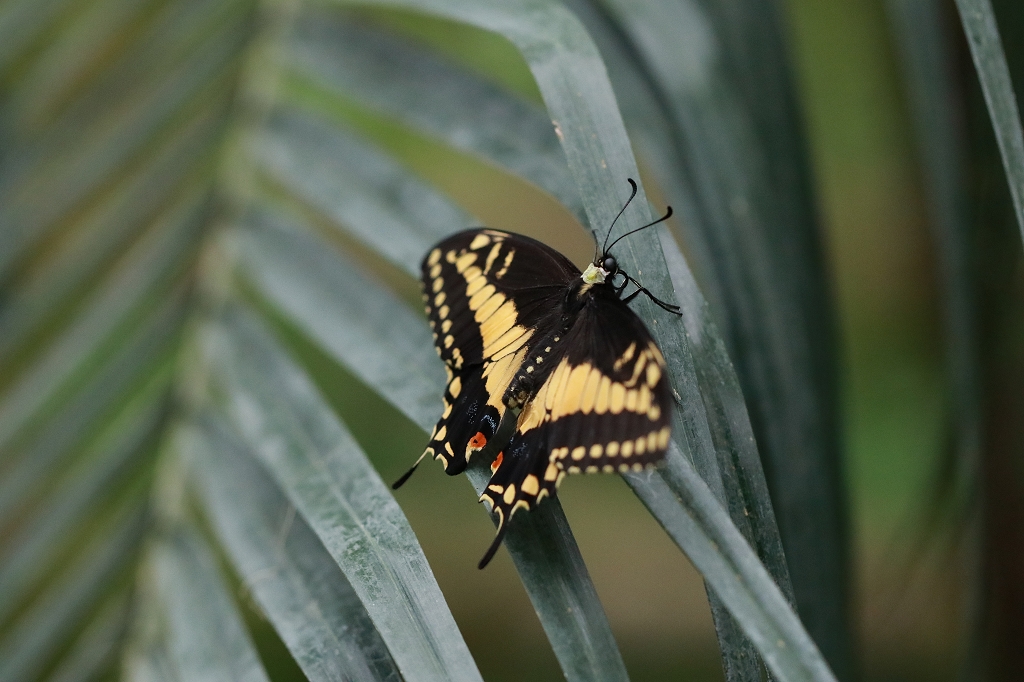 Königs-Schwalbenschwanz (Papilio thoas) im Papiliorama
