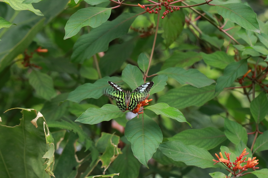 Neonsegelfalter (Graphium agamemnon) vertreibt anderen Schmetterling im Papiliorama