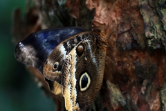 Schmetterlinge im Papiliorama