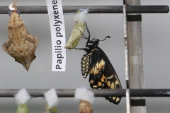 Puppenaufzuchtstation im Papiliorama