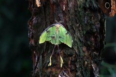 Nachtfalter im Papiliorama