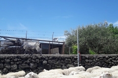 Schafe sperren kurzzeitig die Straße