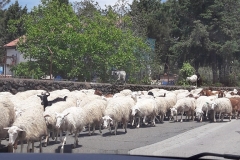Schafe sperren kurzzeitig die Straße