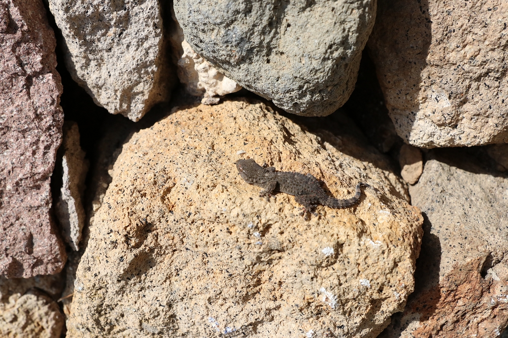Gecko auf Panarea