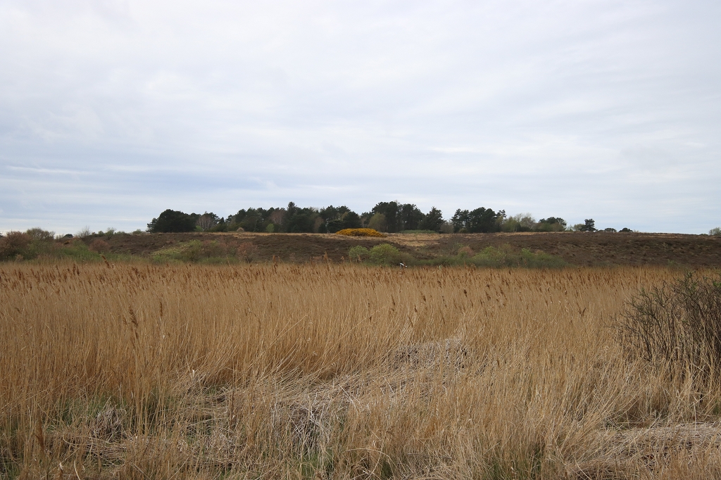 Wanderung durch die Braderuper Heide