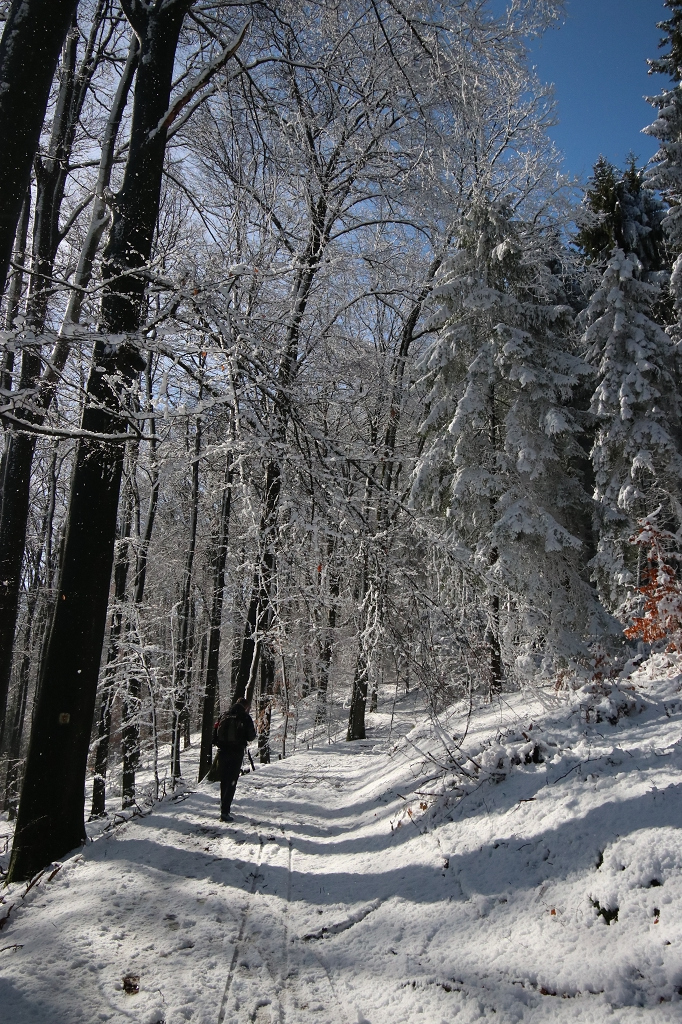 Ein breiter Waldweg führt uns durch den verschneiten Mischwald