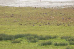 Krickenten am Aussichtspunkt Renvogelveld Texel