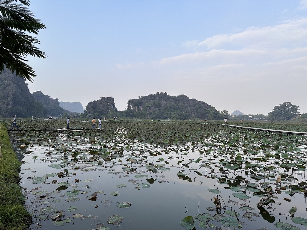 Lotusblumenfeld Hang Mua