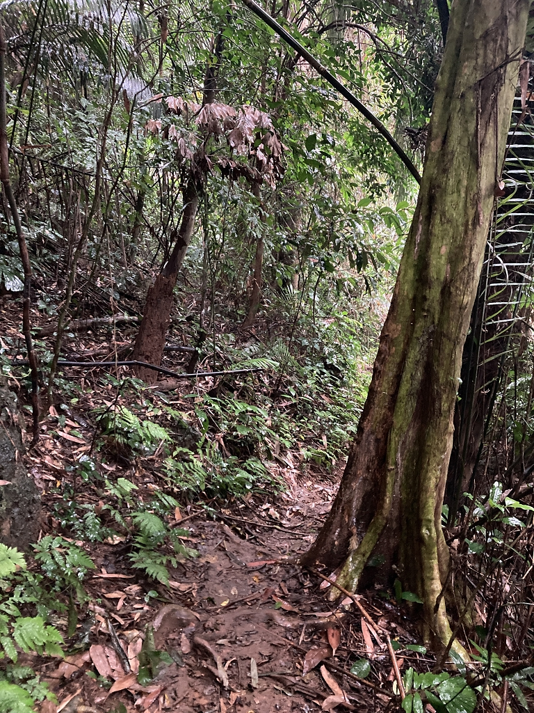 Bergab durch den Dschungel zum Camp
