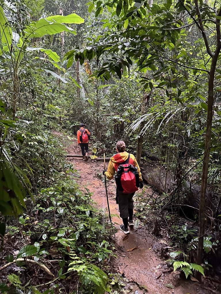Bergab durch den Dschungel zum Camp