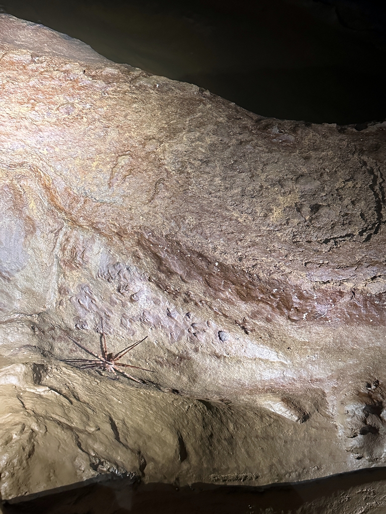 Spinne in der Ken Cave