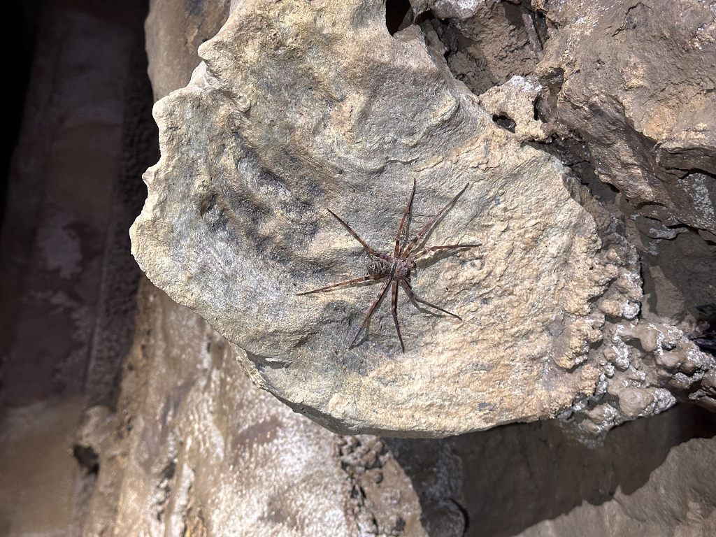 Die Spinne sah man häufiger in der Höhle als mir lieb war
