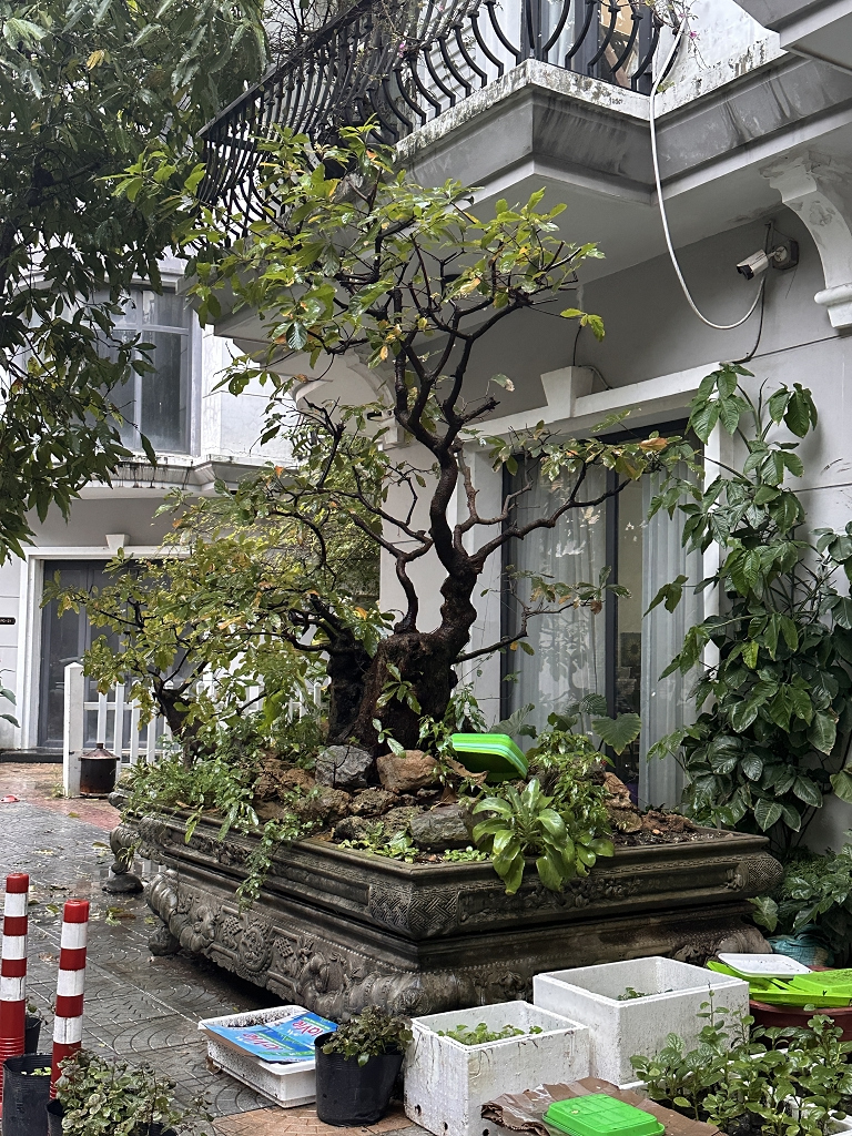 Übergroßer Bonsai