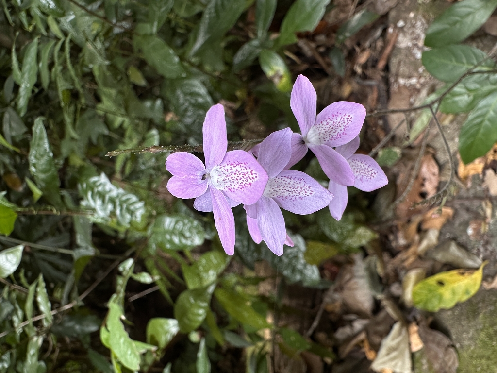 Wanderung zu den Stränden Dat Tham und Bãi Bàng im Con Dao National Park