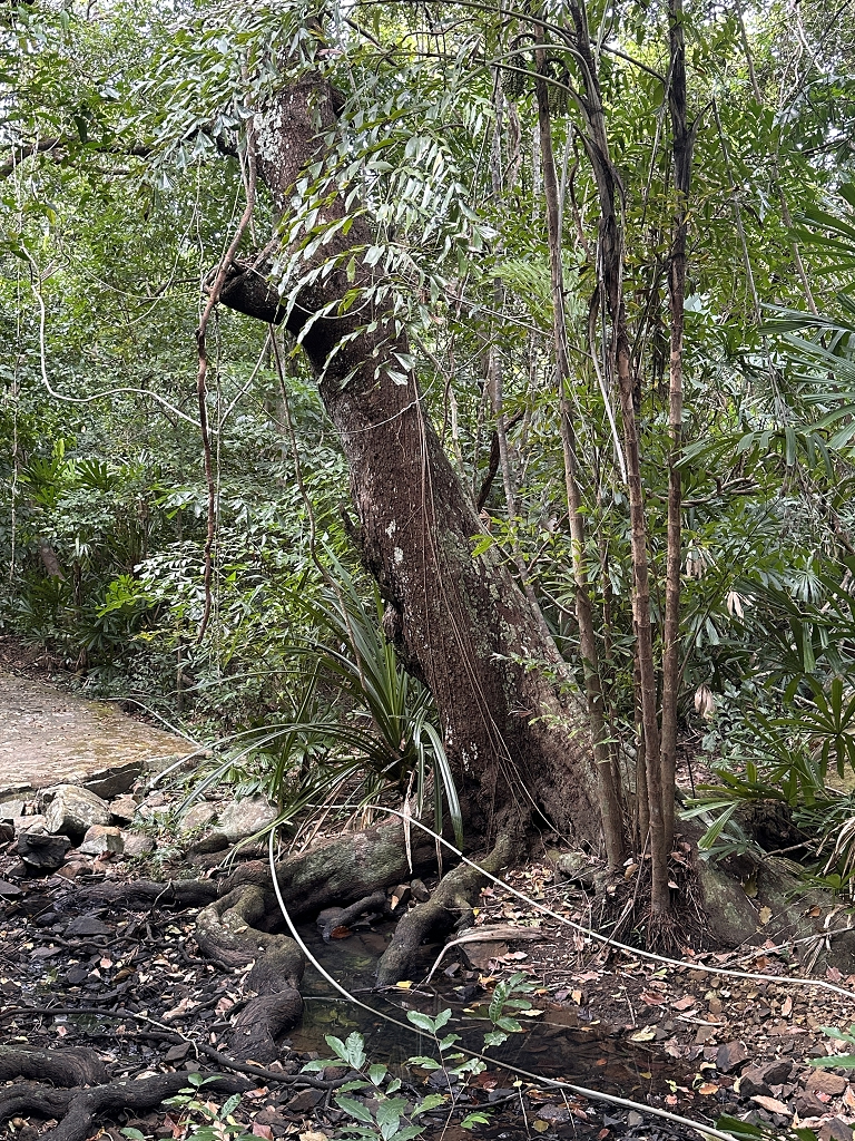 Wanderung zu den Stränden Dat Tham und Bãi Bàng im Con Dao National Park