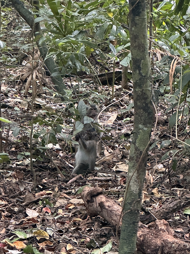 Affen im Con Dao National Park