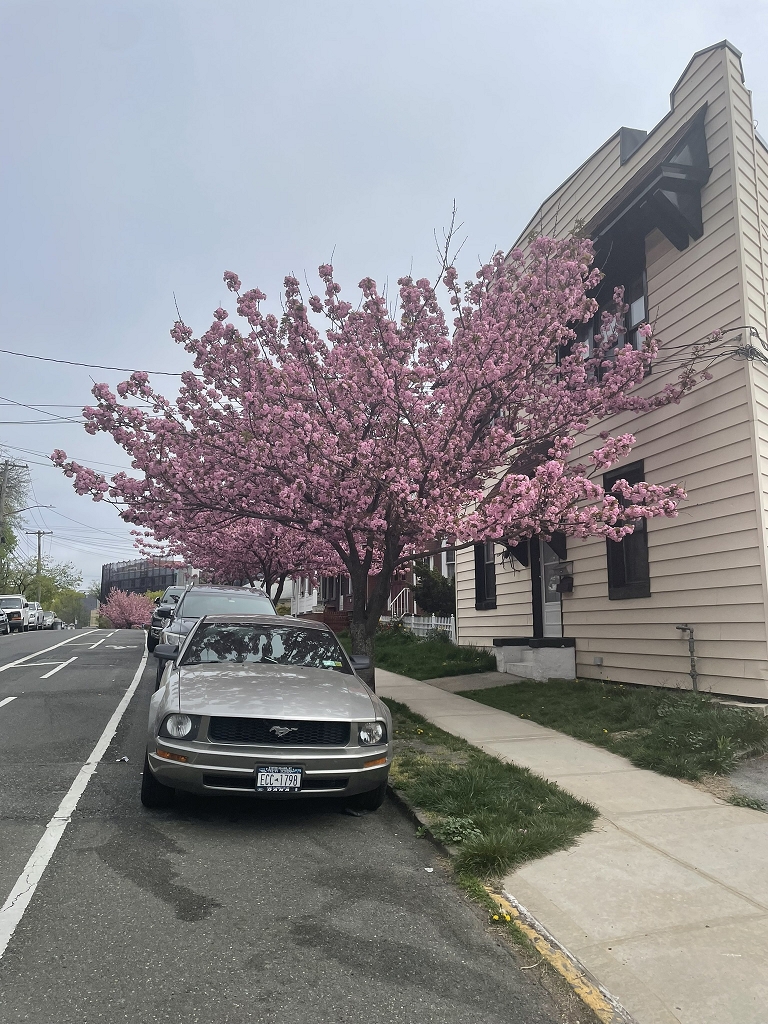 Kirschblüte auf Staten Island